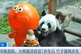 大熊猫“灵岩”迎来7岁生日 庆生场面吸引众多游客图片