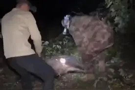 赏金猎人团已在南京捕获133头野猪，还差67头才能拿到每头二三千元补贴，他们真的很赚钱？图片