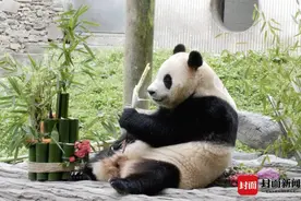大熊猫国际合作到底是啥情况？ 关于“滚滚”出国的真相在这里！｜云辟谣图片