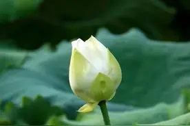 大明湖含苞欲放的白莲花图片