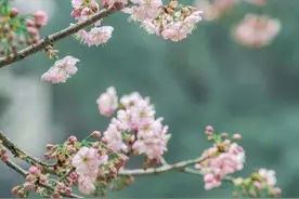 一朵花就是一个春天 校园花花申请加入春日壁纸图片
