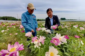山东滕州：芍药开出“花样经济”图片