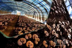 吉祥“仙草”：探访延庆大棚灵芝种植基地图片