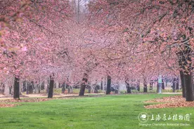 美极了！乘坐公共交通前往“粉色花海”图片