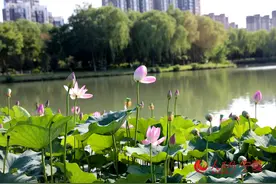 宁夏银川：夏日赏荷正当时图片