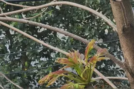 ​窗外就是香椿树：春菜就在眼前，但这还真不能摘！图片