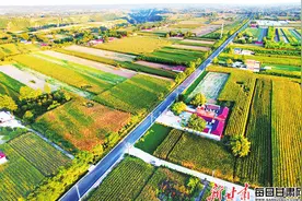 【图片新闻】金秋时节 庆阳西峰区董志塬上秋粮作物果实累累图片