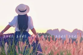 玉林这里的狗尾巴草又火了！拍照超出片图片