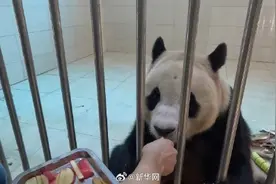 福宝张大嘴巴等奶爸喂苹果图片