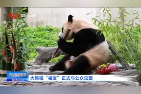 四川新闻联播｜大熊猫“福宝”正式与公众见面图片