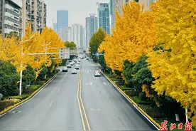 最美“银杏天桥”！来拍照的人一拨接一拨图片