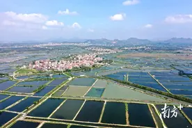 对虾专业村蹚出水产养殖升级路｜“百千万工程” 看电白图片