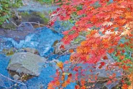 红叶绚烂 粉黛梦幻...限定版泉城秋日盛景登场图片