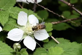 城市里春花烂漫的另一面：昆虫们过得怎么样？图片