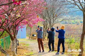 连江丹樱农场万株樱花绽放图片