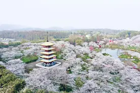 从赏樱游到全城游，武汉樱花季这样玩！图片