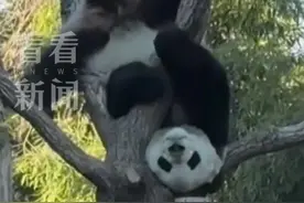 大熊猫“萌兰”整新活 上演高空倒立一字马图片