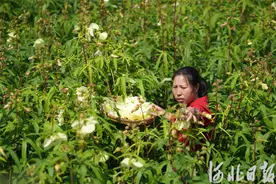 河北内丘：金花葵助农“花”样增收图片