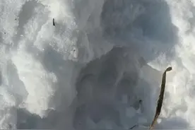 因为这场雪，黑龙江野生老虎下山？牛都被吃啦！图片