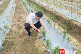 净利润是传统农业种植的好几倍，“退伍兵”村干部试种中药材为村民“蹚”出致富路图片
