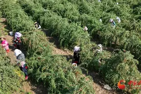 金塔：头茬枸杞迎丰收图片
