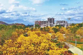 黄花风铃木盛放 点亮崇左城市公园图片