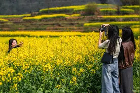 贵州：油菜花海绽春光图片
