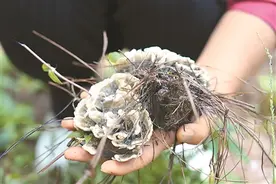 森林食物丰富百姓餐桌图片