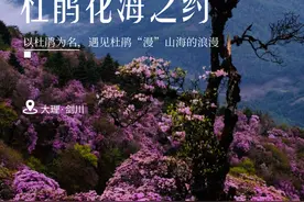 美好生活在云南丨赴一场杜鹃花海之约图片