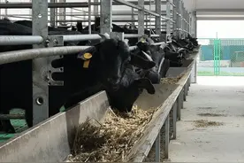 威远给山羊“盖别墅”，只为一碗醇香的羊肉汤！丨万千气象看四川·甜美内江行图片