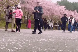 近10万人次！2024上海樱花节首个周末迎来客流高峰图片