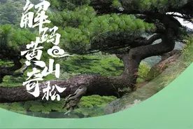 解码黄山奇松图片