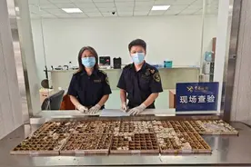 北京海关在口岸首次查获濒危小玛瑙螺标本，系国家一级保护动物图片