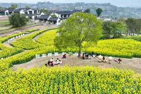 梯田花海 风景如画图片