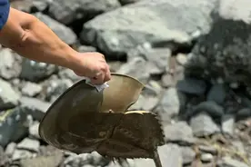 蓝血“海洋活化石”现身深圳湾！图片