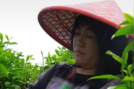 受天气影响潮州凤凰山茶采摘量少，有茶农一天损失至少一万视频封面