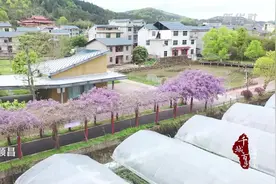 千城百县看中国｜福建：紫藤花开香如故图片