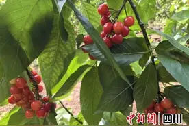 宜宾叙州：樱桃抢“鲜”上市 采摘乐不停图片