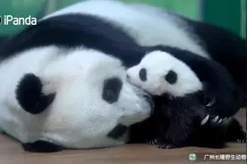 熊猫妈妈轻轻把幼崽搂进怀中 这一幕太有爱了！图片