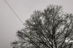 昨夜春雷响了！雷雨还要来！浙江气温将冲上30℃图片