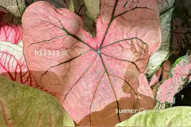 芳菲满园丨绿植中的色彩大师，夏天盛开正当时图片