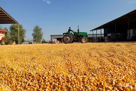 丰收“新”盛景丨籽粒玉米“鼓起”职工钱袋子图片