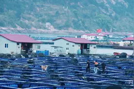 【食在山海间】“国鱼”大黄鱼的自述：“重生”“出圈”，到“开游”世界图片