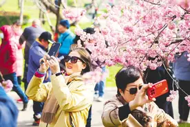 东湖樱花园开园 武汉进入赏樱季图片