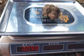 全国年产量不足2吨！攀枝花白松露仿生栽培成功，为世界块菌栽培增添新品种图片