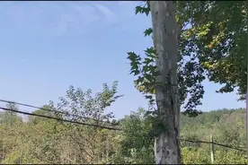 李玟家人委托律师：正式去信特区“死因裁判庭”要求调查死因图片