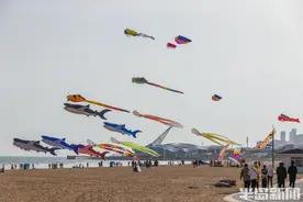鳐鱼、章鱼、鲸鲨天上飞！石老人浴场“筝”奇斗艳图片