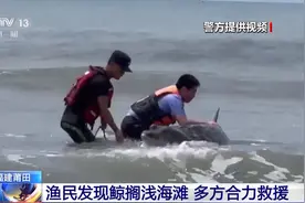 有“鲸”无险！渔民海滩发现搁浅鲸 多方合力救援图片