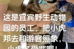 一次50元？宜宾野生动物园小老虎戴嘴套与游客合影引争议，多部门介入图片