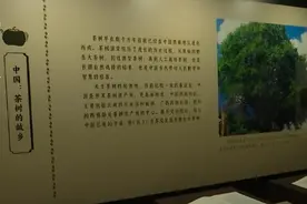 荼、槚、荈、蔎、茗……浩瀚典籍里的茶 茶的文字源头在中国图片